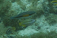 IDG1492 Scarus iseri.jpg