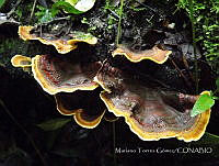 Orejita de palo Stereum ostrea.jpg