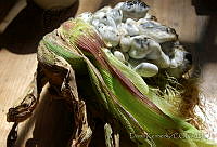 DK0586 Ustilago maydis.jpg