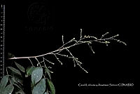 Huitz 1008 Rhus terebinthifolia.jpg