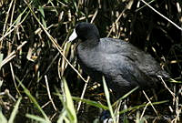 CNS0406 Fulica americana.jpg