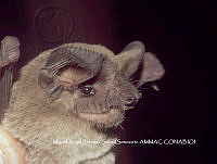 ProyME004 00284 Tadarida brasiliensis.jpg