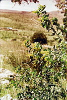 350 Salvia regla.jpg