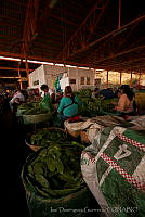 IDG0854 Opuntia sp..jpg