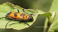 SM0236 Tylosis puncticollis.jpg