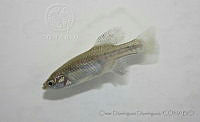 ODD0031 Skiffia bilineata.jpg