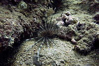 SMM026 Pterois volitans.jpg