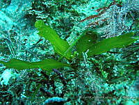 RRR0082 Halidrys dioica.JPG