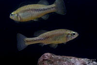 IMDOC2295 Ilyodon whitei.jpg