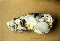 2129 Ustilago maydis.jpg