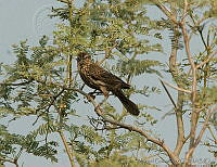 MGaves 1165 Agelaius phoeniceus.jpg