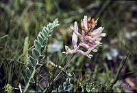 977 Astragalus mollissimus.jpg
