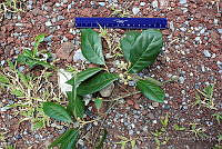 GFF0019 Quercus oleoides.JPG