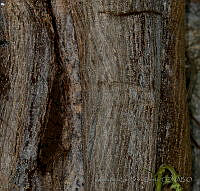 MDLLPG0061 Ficus pertusa.jpg