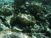 SAFA0116  Pseudodiploria clivosa.JPG
