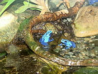 CGL0828 Dendrobates tinctorius.jpg