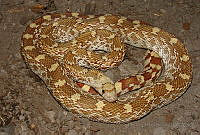 HOS101 Pituophis catenifer.jpg