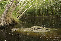 MASM06887 Crocodylus acutus.jpg