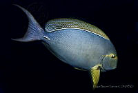 EBG08 Acanthurus xanthopterus.jpg