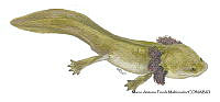 MAPM1316 Ambystoma dumerilii neoténico_larva.jpg
