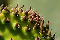 IMDOC0917 Opuntia sp..jpg