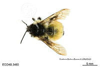 ME006 Abejas 0068 Bombus steindachneri Handlisrsch, 1888.jpg