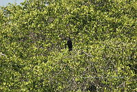 HJ6- 1109 Nannopterum brasilianum.jpg