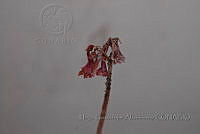 HGA007 Kalanchoe delagoensis.JPG