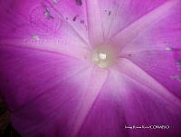 IRR 0005 Ipomoea stans.jpg