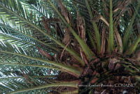 PRB0036 Myiopsitta monachu, Phoenix canariensis.jpg