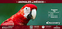 VALLA45X21_GUACAMAYA_ROJA.jpg