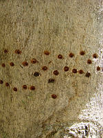 CGL1422 Picidae.jpg