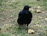 CGL1984 Quiscalus mexicanus.jpg