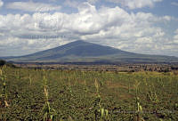 EHX0084 Ipomoea batatas.JPG