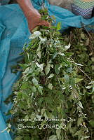 IMDOC3992 Mentha pulegium.jpg