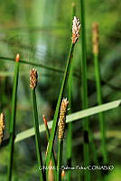 JF078 0351 Eleocharis acutangula.jpg