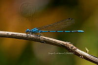 SM0505 Argia elongata.jpg