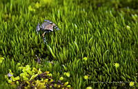 MASM08246 Eleutherodactylus grandis.jpg