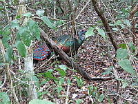 MCS143 Meleagris ocellata.JPG