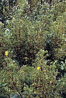 DK2092 Oxalis sp..jpg