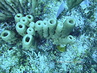 NE018 0903 Callyspongia.jpg