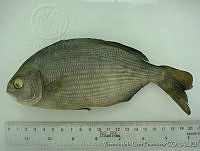 FVC0149 Kyphosus incisor.tif