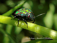 MN6F0237 Orsilochides variabilis.jpg