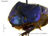 SAZH0503 Phanaeus palliatus.jpg