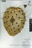 YPH2329 Opuntia robusta.jpg
