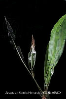 JDA D 00561 Elaphoglossum mesoamericanum.jpg