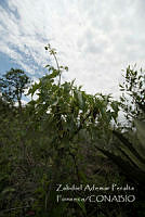 ZAPF0541 Pittocaulon praecox.jpg