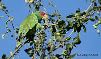 AAKVDH 0082 Amazona albifrons.JPG