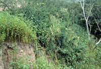 EHX0646 Zea mays.JPG