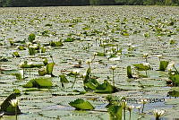 HJ6- 0285 Eichhornia crassipes.jpg